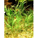 Lilaeopsis novae zelandiae