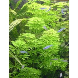 Limnophila sessiliflora 2