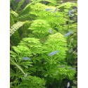 Limnophila sessiliflora