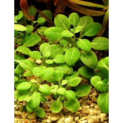 Lobelia cardinalis small form 2