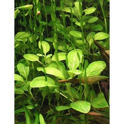 Lobelia cardinalis 2