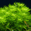 Hottonia inflata