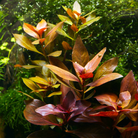 Ludwigia repens