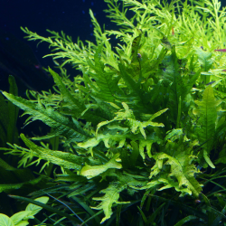 Microsorum Pteropus 'Lionfish' 2