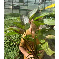 Echinodorus Paul Klockner