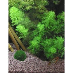 Myriophyllum scabratum 2