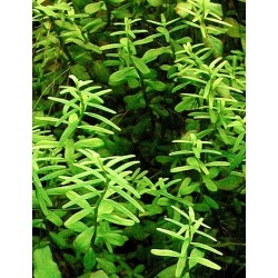 Rotala rotundifolia green 2