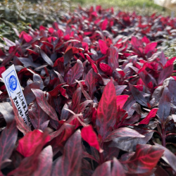 Alternanthera reineckii "Rosanervig" 2