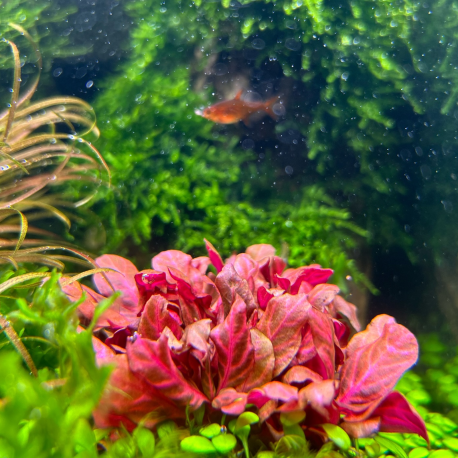 Alternanthera reineckii "Rosanervig"
