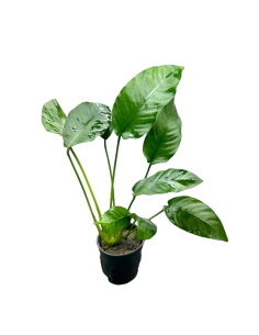 Anubias matečný
