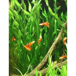 Vallisneria Corksrew 2