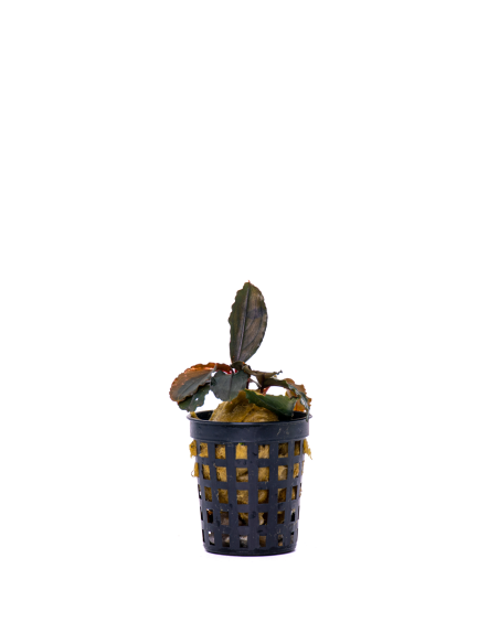 Bucephalandra Melawi