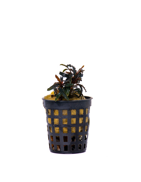 Bucephalandra Titan