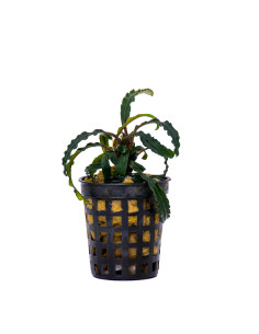 Bucephalandra Velvet