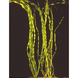 Vallisneria Portugalensis 2