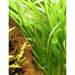 Vallisneria spiralis 2