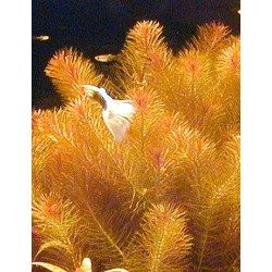 Rotala walichii 2