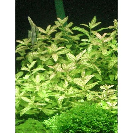 Hygr. polysperma variabilis