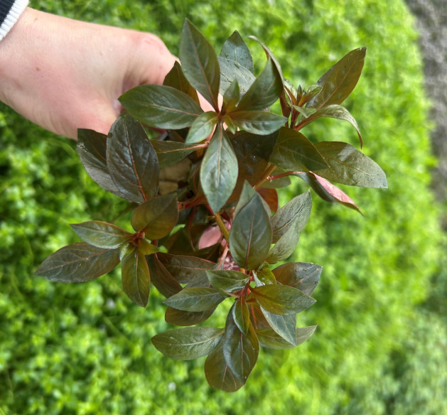 Ludwigia repens super red