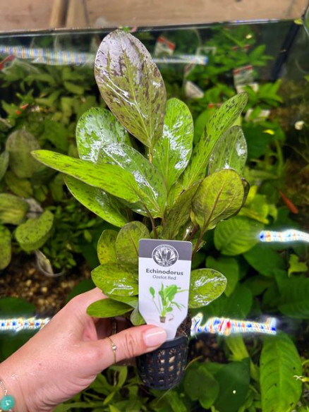Echinodorus Ozelot Red