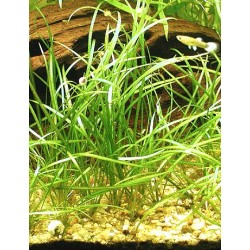 Echinodorus tenellus 2