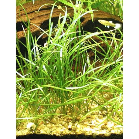 Echinodorus tenellus