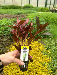 Ludwigia peruensis 2