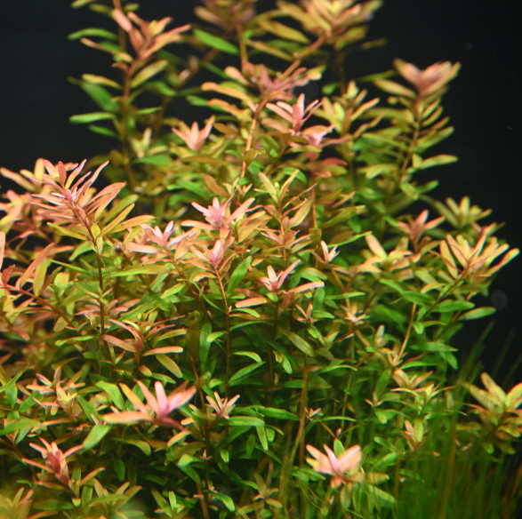 Rotala Ceylon