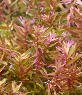 Rotala sp. "Vietnam H'ra" 2