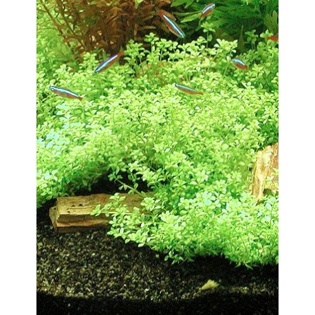 Hemianthus micranthemoides