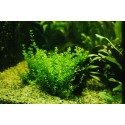 Hemianthus micranthemoides  (foto: Karel Rataj st., r.1980) 