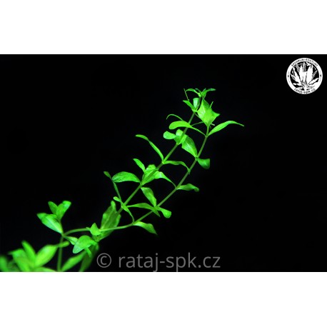 Hemianthus micranthemoides