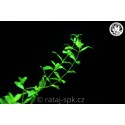 Hemianthus micranthemoides