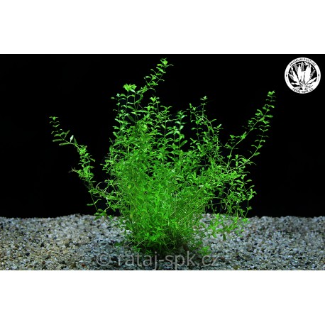 Hemianthus micranthemoides