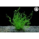 Hemianthus micranthemoides
