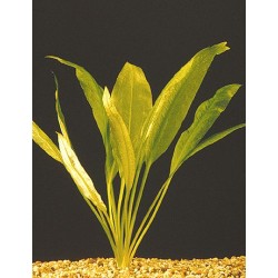 Echinodorus bleherae 2