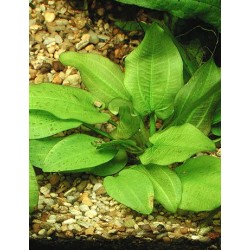 Echinodorus Jan Harbich 2