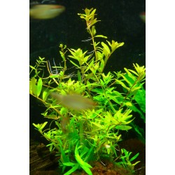 Rotala Ceylon 2