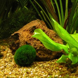 Cladophora aegagrophila 2
