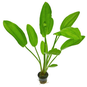 Echinodorus matečný