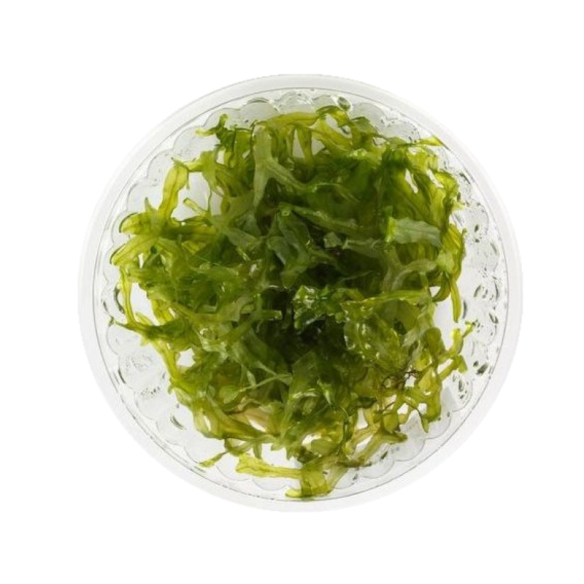 Pelia moss - Monosolenium tenerum