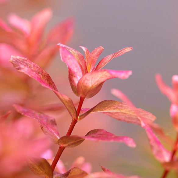 Rotala Macrandra Mini Pink