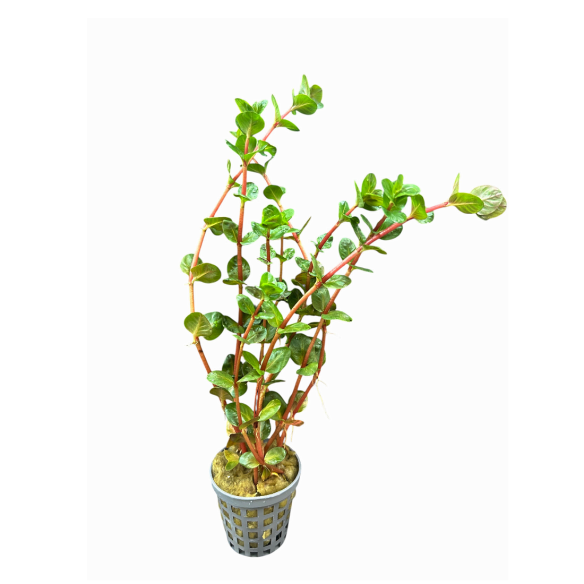 Rotala Macrandra Mini Pink