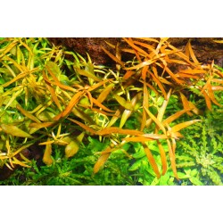 Ludwigia brevipes Broad Leaf 2