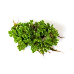 Azolla karolínská