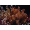 Rotala walichii  (foto: Karel Rataj st., r.1980) 
