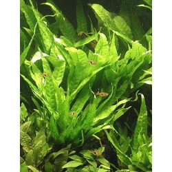 Microsorium pteropus - Hnědovka křídlatá 2