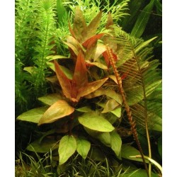 Alternanthera Lilacina 2