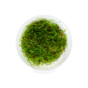 Vesicularia montagnei (Christmas moss)