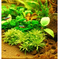 Pogostemon helferi 2